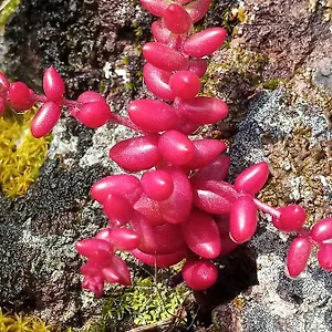Arcamyrtus Italia
